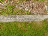 image of grave number 808515